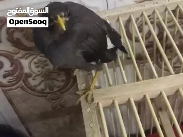 مينا للبيع صغيرة
