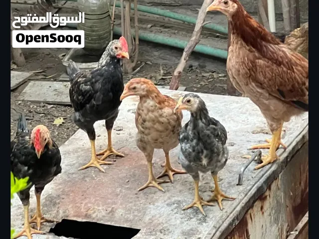 دجاج كويتي عمره 4 اشهر العدد مفتوح سعر الزوج 15