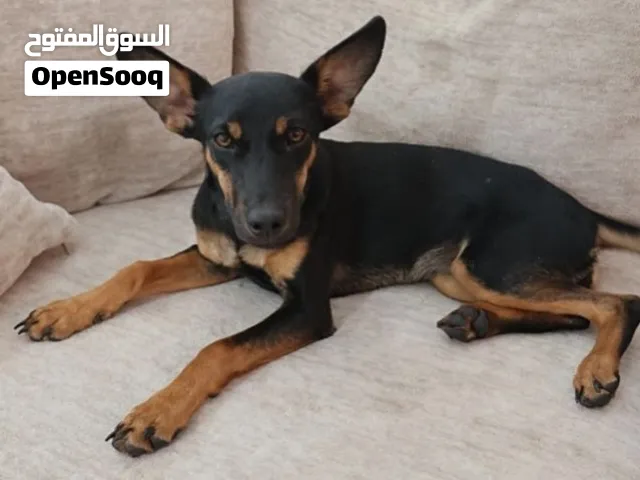 بلاك جاك ألماني