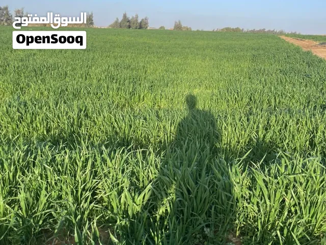 مزرعه 37 فدان 22 فدان مصتصلح و15 فدان غير مصتصلح