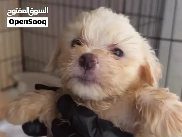 Maltipoo males and females 1300