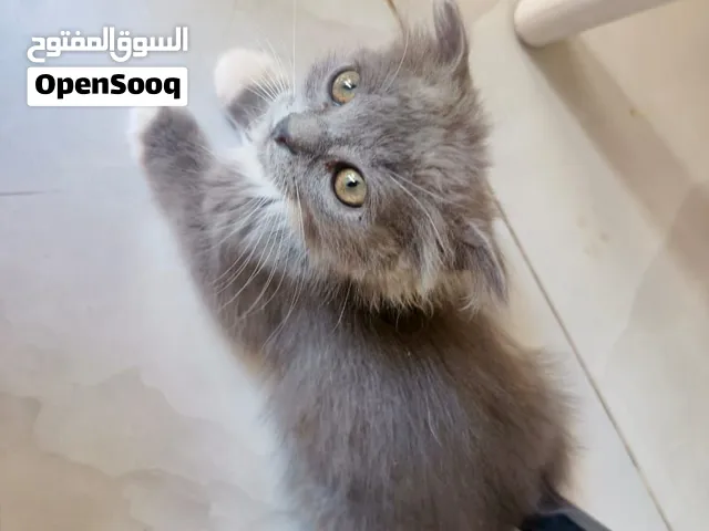 هاي الحلوه للبيع