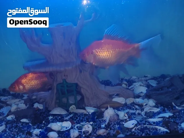 سمج زينه لبيع لعدد 4احجام كبار فوك جف