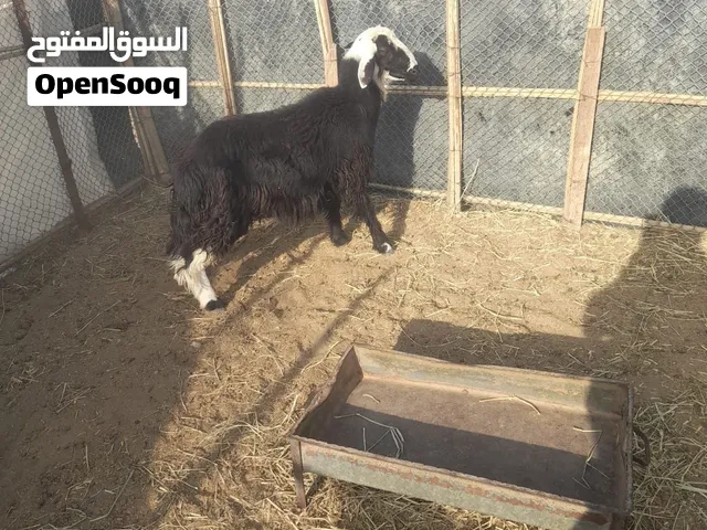 كبشان للبيع  سمنه ممتازه