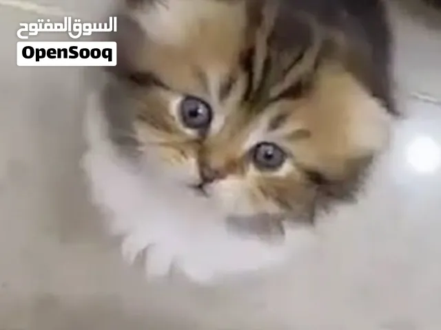 متوفر قطط سكوتش