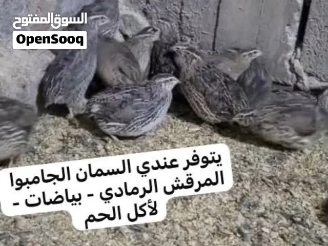 هل تبحث عن طيور سمان للتربية والإنتاج