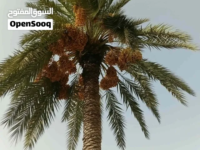 بلح سعي  للبيع،،،،،