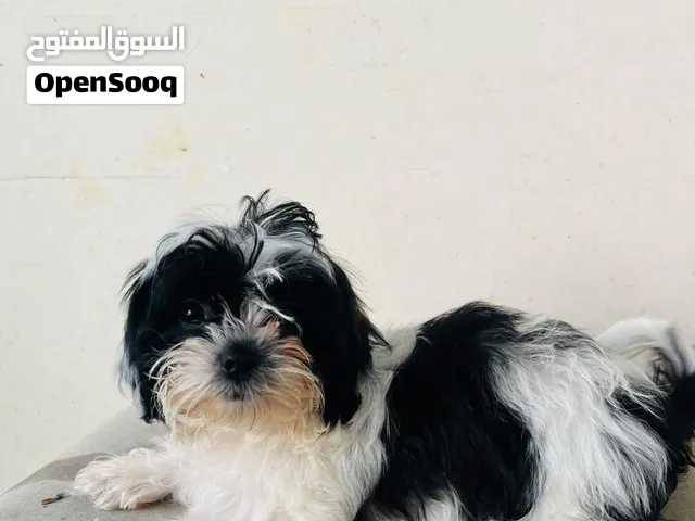 shitzu female puppy 1600