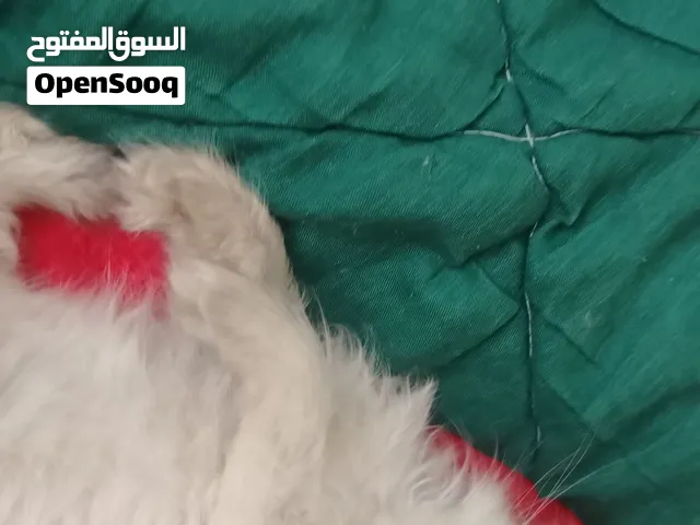 انثى مكس سكوتش