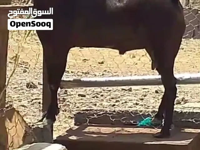تيس صلالي فل سمنه فحل حار ماشاء الله