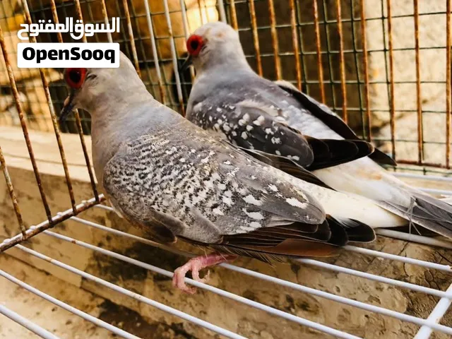 يمام ماسي تبارك الرحمن