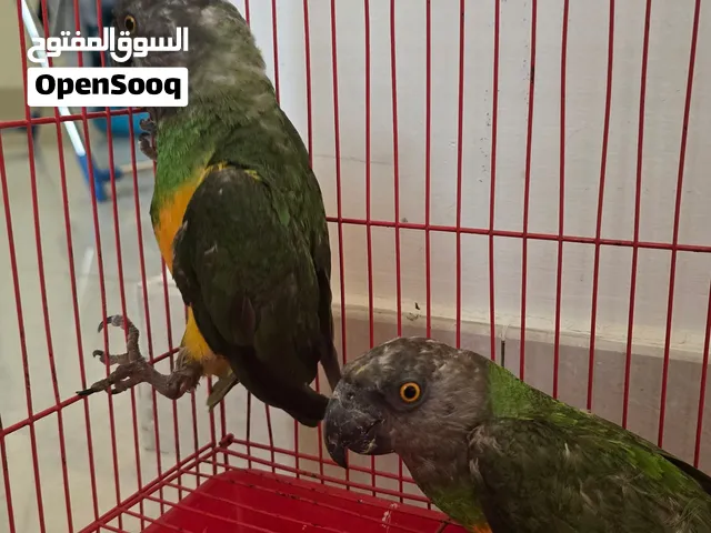 زوج كنيور سنغالي