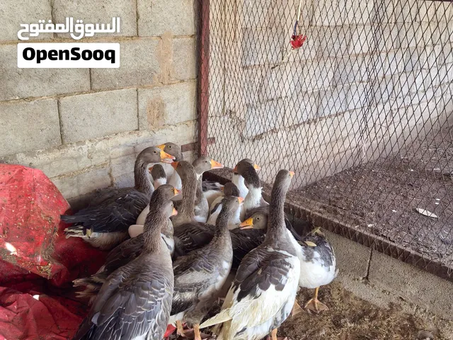 طيور لبيع وبط