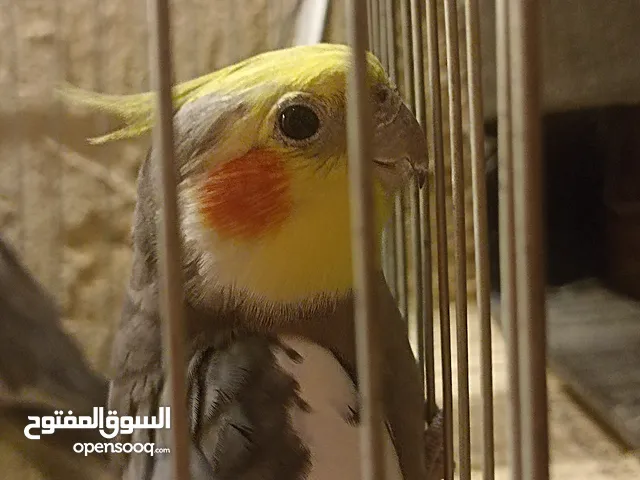 عصافير كوكتيل حبشي للبيع