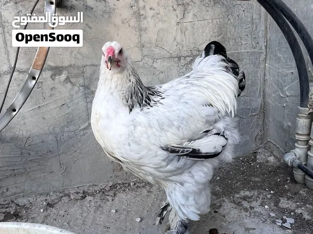 دجاج براهما لايت مستوى عالي  عمر اربع شهور الدجاج اخذ جميع التطعيمات