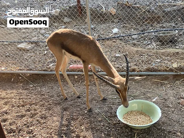 للبيع غزال ذكر أليف نص نص