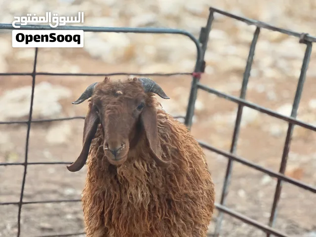 خرفان للبيع