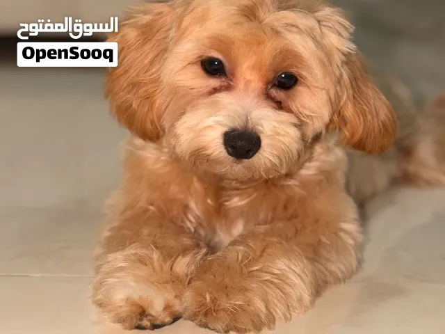 Male Maltipoo 4 Months old vaccinated & passport trained with all accessories