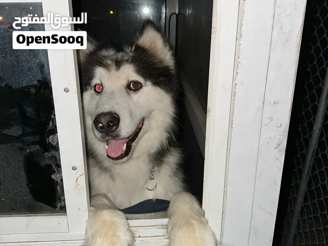 كلب ألاسكا مالموت بيور– ذكر وهادئ