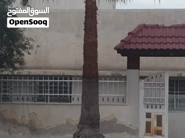 نخلة بحالة ممتازة للبيع