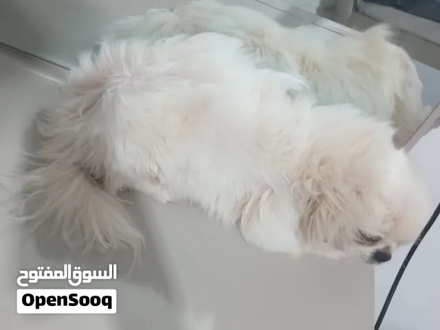 بيكن وا للبيع  العمر 7شهور الدرزينا  قريب  سعر ساهل
