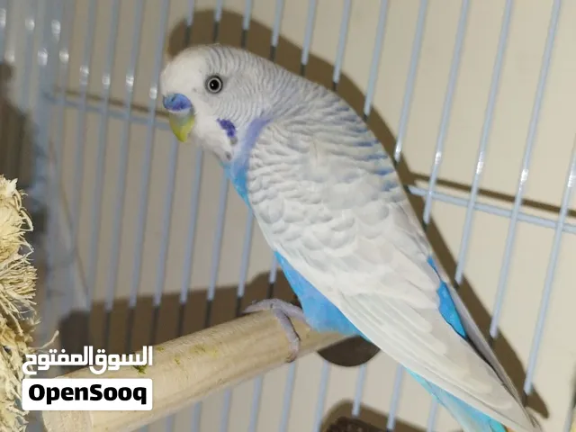Birds (Budgie parrot)