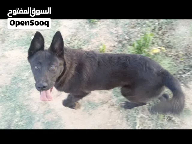 انتايه وذكر ملينوا للبيع بسعر مناسب قبل مايفوتك العرض