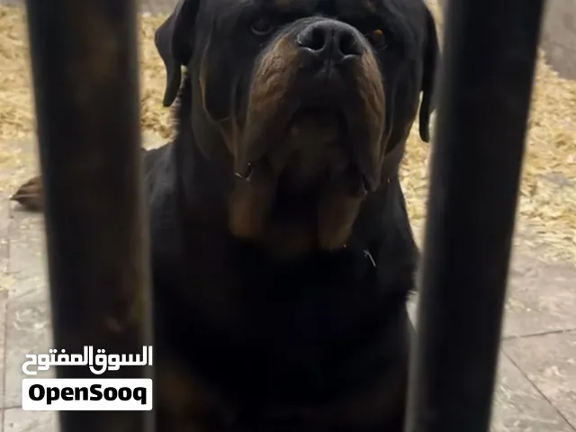 مطلوب ذكر روت الماااني بوز قصير مع بدي قري للزواااااج
