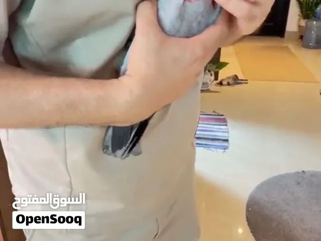 Ghala Cackatoo Male Have DNA