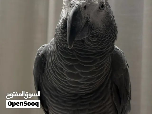 كاسيكو سوبر جامبو