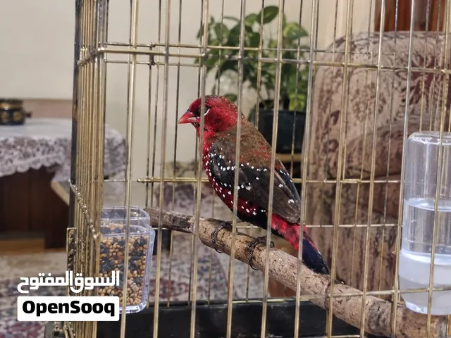 جوز عصافير الفراوله و 3 ذكور حسون البسبوس موزمبيقي  فينش  مغرد