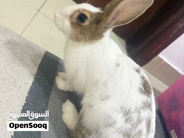 ارنب للبيع لعدم التفرغ