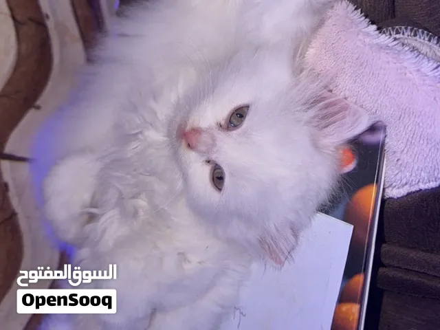 للبيع قطط شيرازيات صغار 3 واحد لونه كنه صحراوي و ثنينه بيض عمرهم تقريبن شهرين
