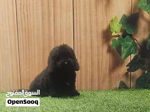 toy poodle  توي بودل
