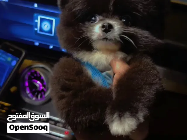 Male Pomeranian 2 months