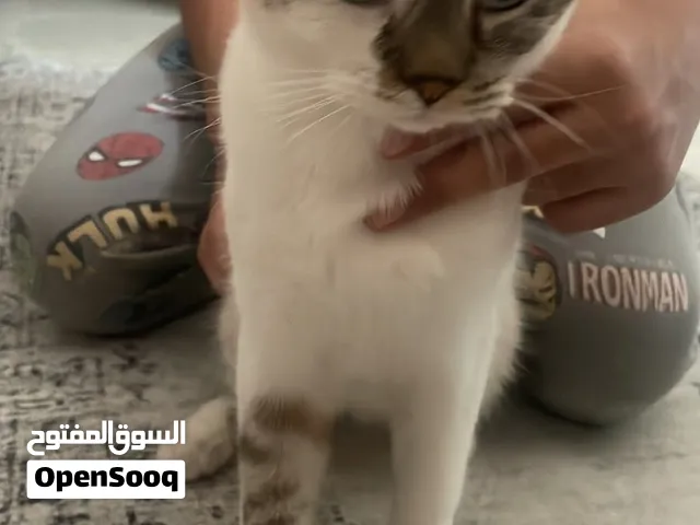 قط للتبني بدون مقابل