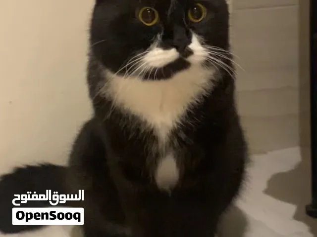 URGENT ADOPTION!!! male scottish fold and british short hair
