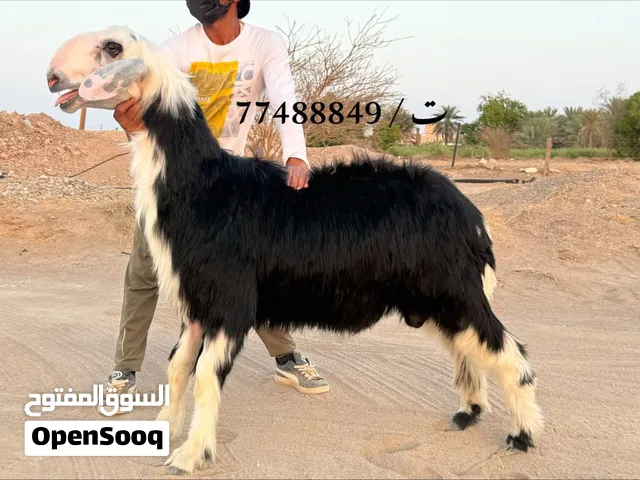 للبيع كبش نجدي بيووور مشروع فحل فاااااخر جدا