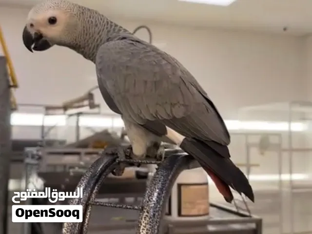كاسكو افريقي سوبر جامبو