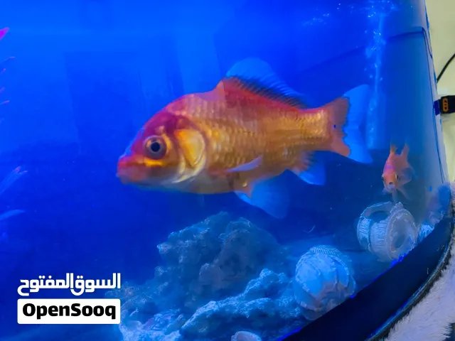 حوض مع سمكاته