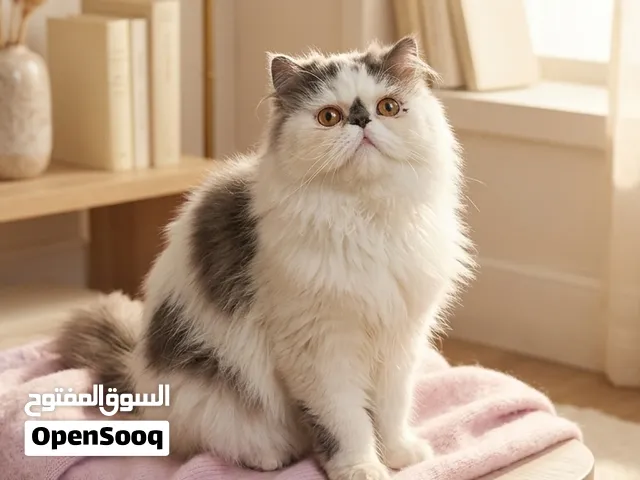 اجمل ولد فان مستوى ماشاء الله  ملتزم باليتر بوكس
