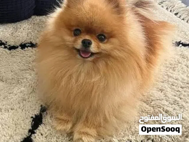 Most Affordable Pomeranian + Passport + Full Vaccinated + Very Friendly