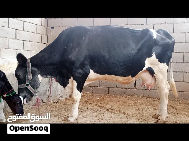 هايشه درجة اولى