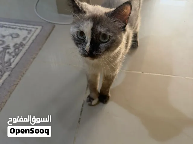 قطع للتبني مع صغارها