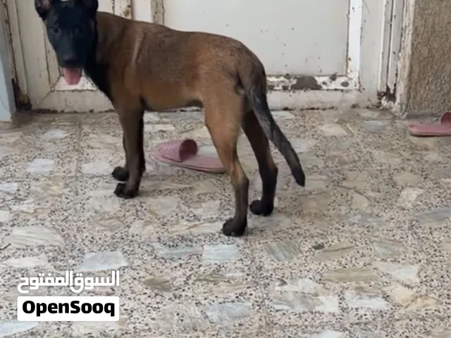 كلاب مالينو أنثى وذكر عمر 3اشهر كامل اللقاح