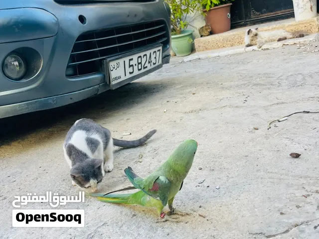 ذكر ببغاء كساندرا درة نيبالي