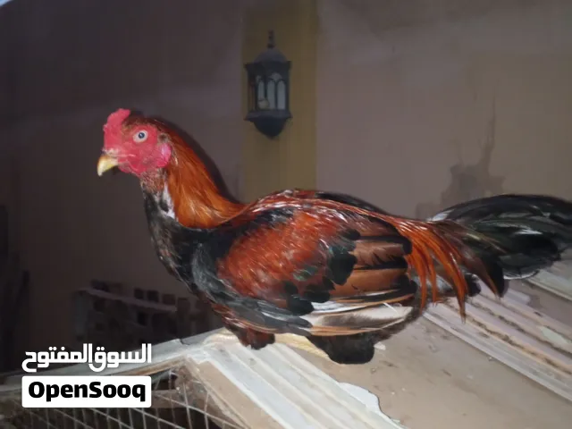 ديك باكستاني للبيع او للبدل