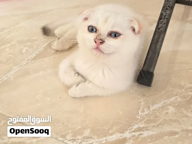 ذكر وانثى سكوتش تربيل فولد