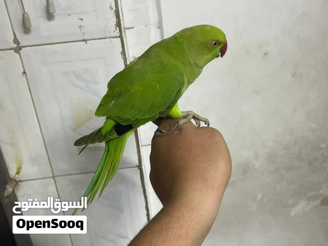 دره أليف للبيع سعر حرررررررق 30
