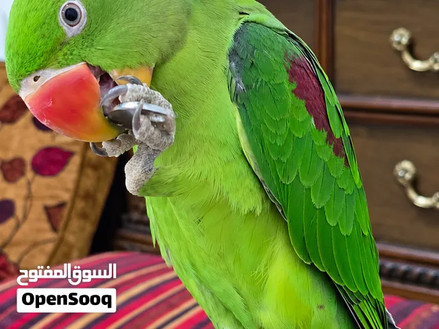 متو نيبالي للبيع